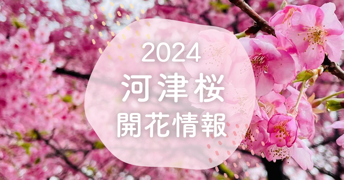 2024年河津桜開花情報